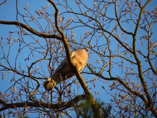 Mourning doves perched in a tree — Stock Photo, Image