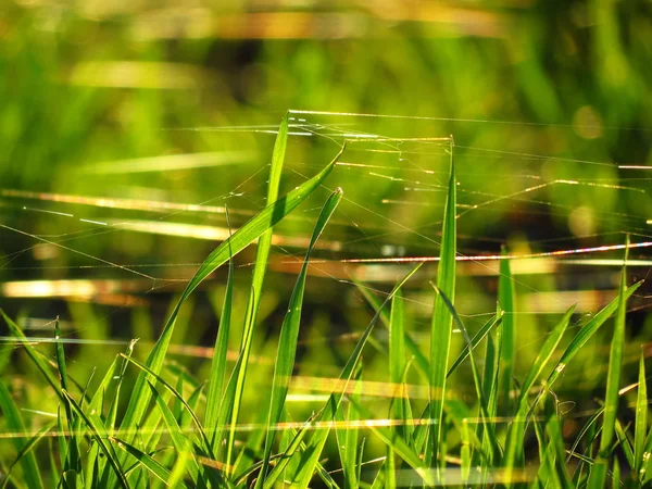 Close-up Raagbol op het droog gras — Stockfoto