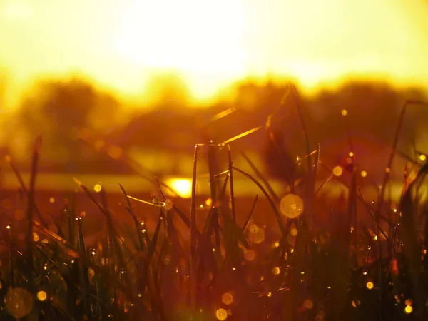 Схід сонця і трава з ігристим росою — стокове фото