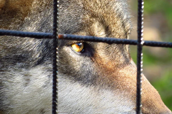 Lobo por jaula, ojos tristes —  Fotos de Stock