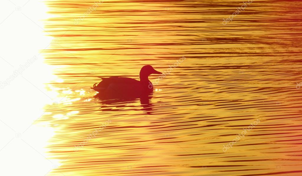 duck on the pond at sunset