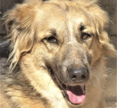 Gizmo, gezgin köpek. Şili.