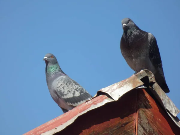 Kuşlar Şili — Stok fotoğraf