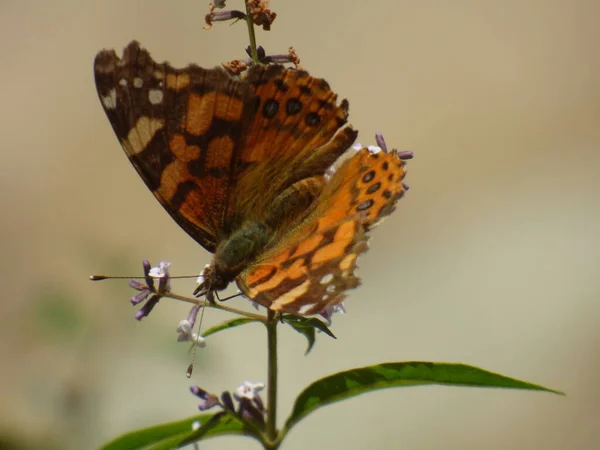 Pillangó Kertemben — Stock Fotó