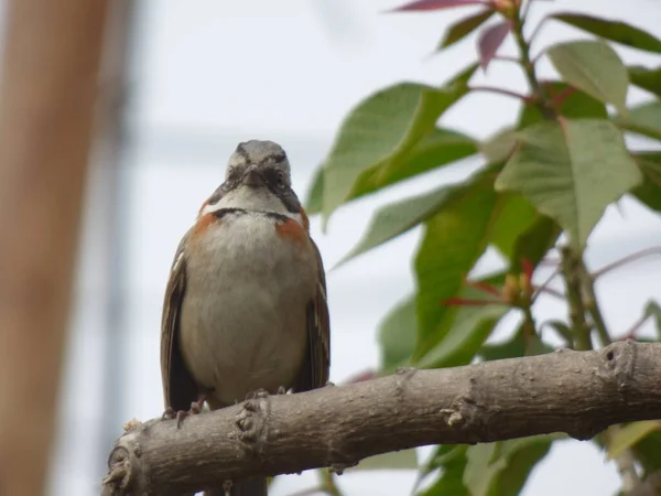 Bird Sitting Chile Vina Del Mar — Zdjęcie stockowe