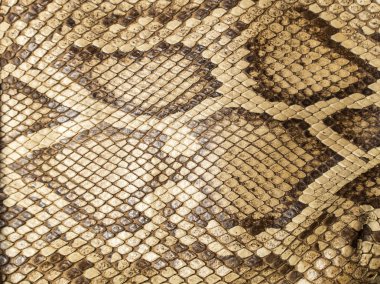 Retiküle python cilt
