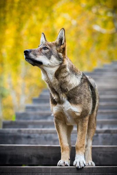 Dog on stairs with autumn leaf in background