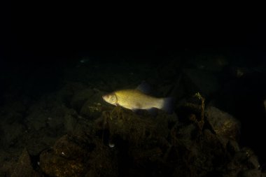 Tench dipte yüzüyor. Gece dalışı sırasında doktor bir balık. Avrupa sularında küçük pullu altın bir balık bulundu..