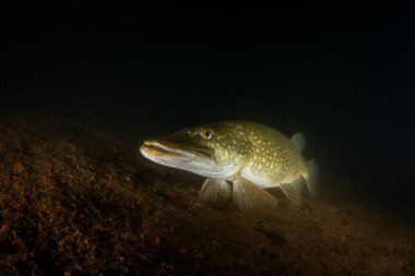 The northern pike is located at the bottom of the lake. A pike during a night dive. A main predator in European waters. 