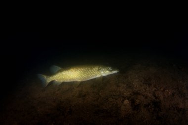 The northern pike is located at the bottom of the lake. A pike during a night dive. A main predator in European waters. 