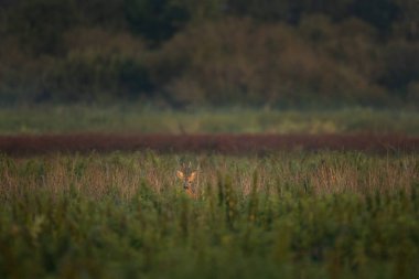 Doğal ortamında bir yumurta geyiği. Bu azgın mevsiminde bir geyik..