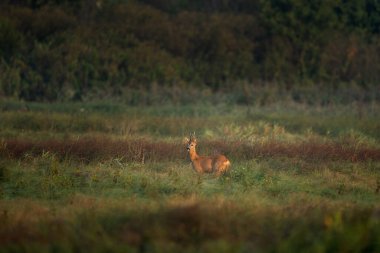 Doğal ortamında bir yumurta geyiği. Bu azgın mevsiminde bir geyik..