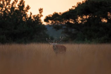 A red deer is in the meadow during rutting season. A deer roars in the grassland. 