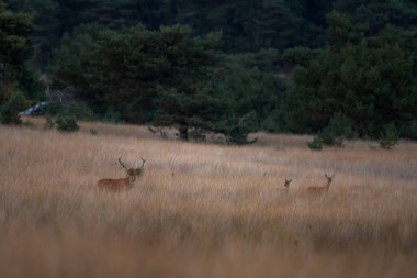 A red deer is in the meadow during rutting season. A deer roars in the grassland. 