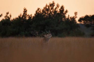 A red deer is in the meadow during rutting season. A deer roars in the grassland. 