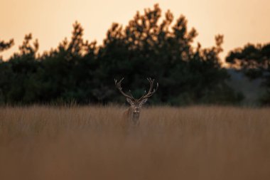 A red deer is in the meadow during rutting season. A deer roars in the grassland. 