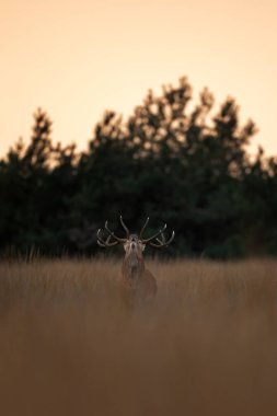 A red deer is in the meadow during rutting season. A deer roars in the grassland. 