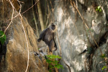 Bir Germain 'in langur' u doğal ortamında. Bir Vietnam ormanında Hindiçin gümüşü langurlar bir aile. Vietnam 'daki vahşi primatlar. 