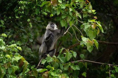 Alman langurları ormanda besleniyor. Vietnam ormanlarında nadir bulunan primatlar. Yağmur ormanlarındaki Langurlar.