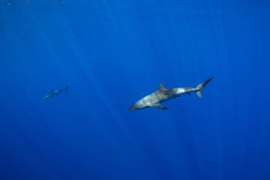 Baja California 'da Cabo yakınlarında ipek köpekbalıkları. Köpekbalıkları mavi tropikal sularda yüzerler. Meksika 'da sıradan köpekbalıklarıyla yüzmek.