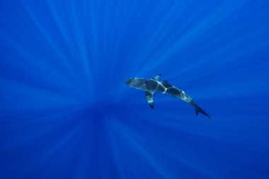 Baja California 'da Cabo yakınlarında ipek köpekbalıkları. Köpekbalıkları mavi tropikal sularda yüzerler. Meksika 'da sıradan köpekbalıklarıyla yüzmek.