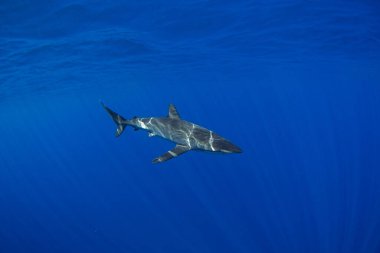 Baja California 'da Cabo yakınlarında ipek köpekbalıkları. Köpekbalıkları mavi tropikal sularda yüzerler. Meksika 'da sıradan köpekbalıklarıyla yüzmek.