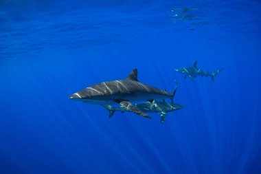 Bir grup ipeksi köpekbalığı berrak mavi suda yüzüyor. Pelajik köpekbalıkları yüzeye yakın yerlerde devriye geziyor. Meksikalı köpekbalıkları. 