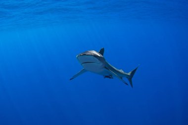 Baja California 'da Cabo yakınlarında ipek köpekbalıkları. Köpekbalıkları mavi tropikal sularda yüzerler. Meksika 'da sıradan köpekbalıklarıyla yüzmek.