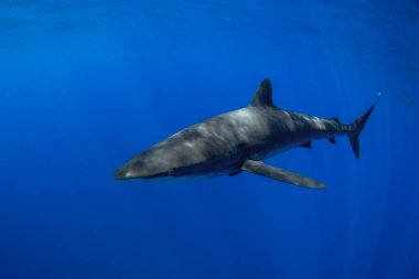 Bir grup ipeksi köpekbalığı berrak mavi suda yüzüyor. Pelajik köpekbalıkları yüzeye yakın yerlerde devriye geziyor. Meksikalı köpekbalıkları. 