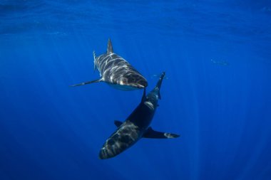 Bir grup ipeksi köpekbalığı berrak mavi suda yüzüyor. Pelajik köpekbalıkları yüzeye yakın yerlerde devriye geziyor. Meksikalı köpekbalıkları. 
