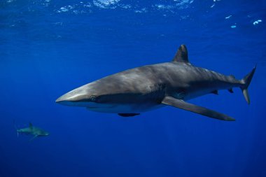 Bir grup ipeksi köpekbalığı berrak mavi suda yüzüyor. Pelajik köpekbalıkları yüzeye yakın yerlerde devriye geziyor. Meksikalı köpekbalıkları. 
