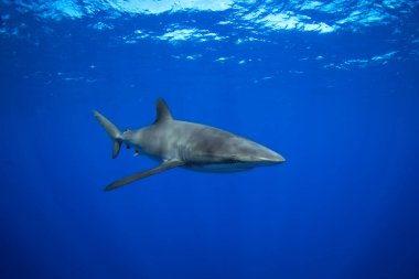 Bir grup ipeksi köpekbalığı berrak mavi suda yüzüyor. Pelajik köpekbalıkları yüzeye yakın yerlerde devriye geziyor. Meksikalı köpekbalıkları. 
