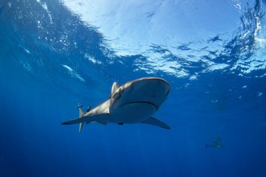 Bir grup ipeksi köpekbalığı berrak mavi suda yüzüyor. Pelajik köpekbalıkları yüzeye yakın yerlerde devriye geziyor. Meksikalı köpekbalıkları. 