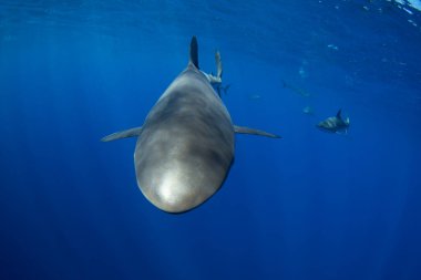 Bir grup ipeksi köpekbalığı berrak mavi suda yüzüyor. Pelajik köpekbalıkları yüzeye yakın yerlerde devriye geziyor. Meksikalı köpekbalıkları. 