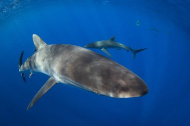 Bir grup ipeksi köpekbalığı berrak mavi suda yüzüyor. Pelajik köpekbalıkları yüzeye yakın yerlerde devriye geziyor. Meksikalı köpekbalıkları. 