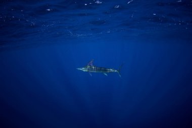 Çizgili kılıçbalıkları sardalyalarla besleniyor. Okyanustaki en hızlı balıklardan biridir. Açık mavi sularda yüzen bir Kajikia audax..