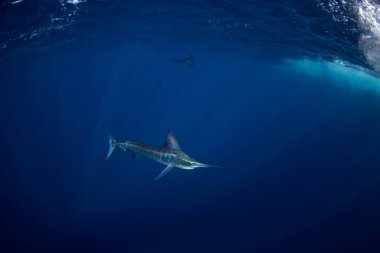 Çizgili kılıçbalıkları sardalyalarla besleniyor. Okyanustaki en hızlı balıklardan biridir. Açık mavi sularda yüzen bir Kajikia audax..