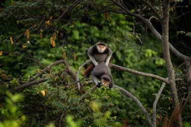 Nadir bulunan kırmızı bıçaklı Doug, Vietnam ormanlarında yaşıyor. Asya ormanında bir grup kırmızı langurs. Yazın ormanda bir kızıl maymun ailesi.