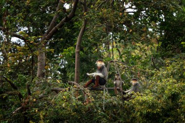 Nadir bulunan kırmızı bıçaklı Doug, Vietnam ormanlarında yaşıyor. Asya ormanında bir grup kırmızı langurs. Yazın ormanda bir kızıl maymun ailesi.