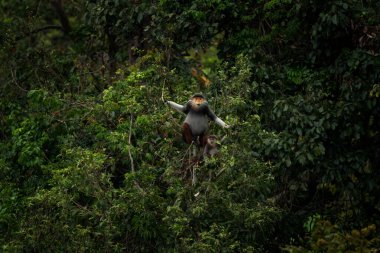 Nadir bulunan kırmızı bıçaklı Doug, Vietnam ormanlarında yaşıyor. Asya ormanında bir grup kırmızı langurs. Yazın ormanda bir kızıl maymun ailesi.