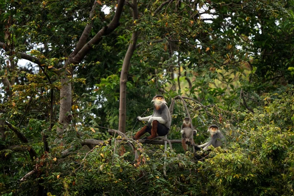 Nadir bulunan kırmızı bıçaklı Doug, Vietnam ormanlarında yaşıyor. Asya ormanında bir grup kırmızı langurs. Yazın ormanda bir kızıl maymun ailesi.