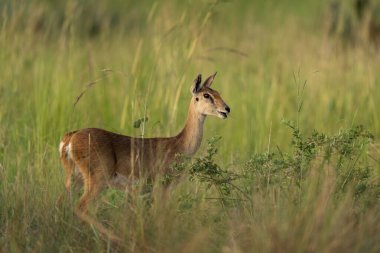 Açık bir çayırda bir antilop. Bu genç bir antilop Uganda 'nın otlak bir bölgesinde..