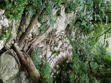 Dik inen kırık ağaçlar. Bir sürü yeşil bitki. Beyaz taş döşemeler.