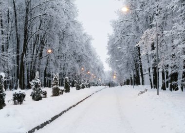 Yol karla kaplı, kış, kenarlarında siyah gövdeli ağaçlar, fenerler, Noel ağaçları, banklar, beyaz gökyüzü