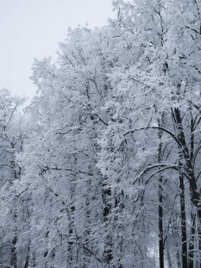 Kış, karla kaplı ağaçlar, her şey beyaz, siyah gövdeler, karla kaplı dallar,   