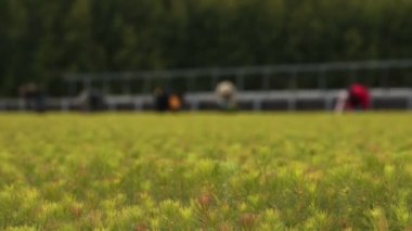 Anonim tarım işçileri kreş plantasyon içinde çalışma