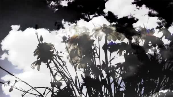 Veld bloemen en wolken — Stockvideo