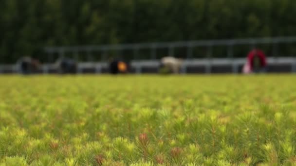 在苗圃种植农场工人工作 — 图库视频影像