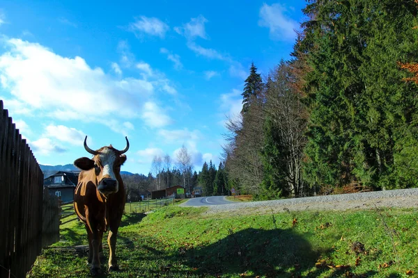 Cow on the background of the beautiful sky of the nature of western Ukraine