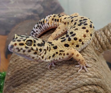 Gecko eublepharis savaşında sarı